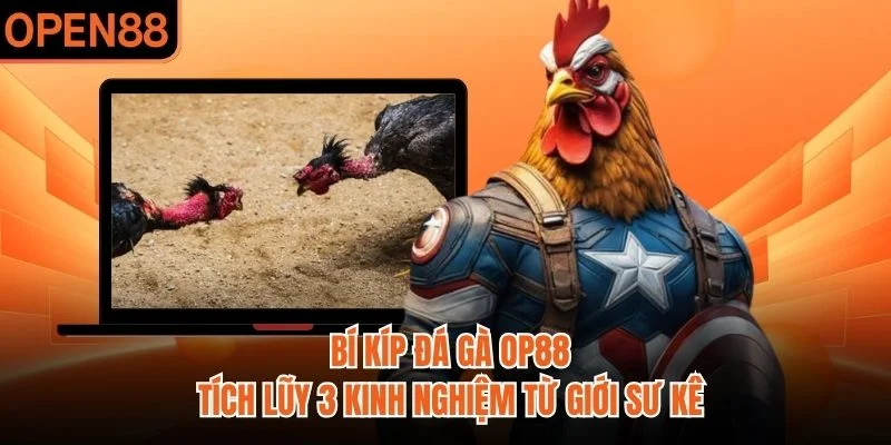 Bí Kíp Đá Gà OP88 | Tích Lũy 3 Kinh Nghiệm Từ Giới Sư Kê