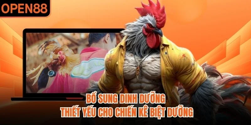 Bổ sung dinh dưỡng thiết yếu cho chiến kê biệt dưỡng