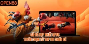 Gà Đá Đẹp Nhất OP88 | Tuyển Chọn Từ Top 99 Chiến Kê