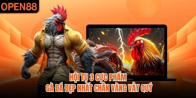Hội tụ 3 cực phẩm gà đá đẹp nhất chân vàng vảy quý