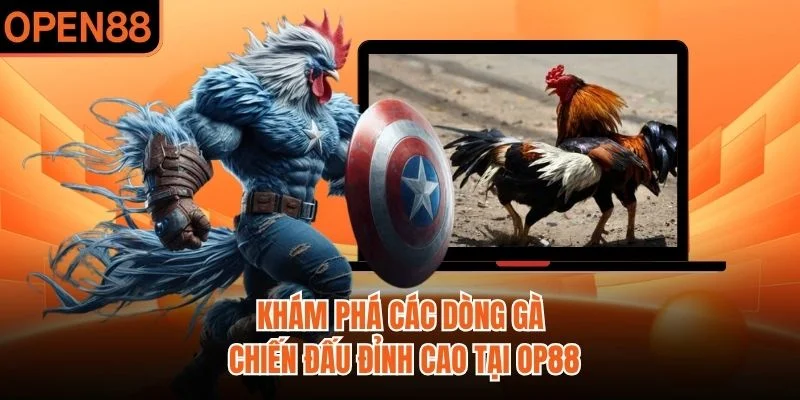 Khám phá các dòng gà chiến đấu đỉnh cao tại OP88