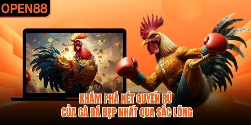 Khám phá nét quyến rũ của gà đá đẹp nhất qua sắc lông