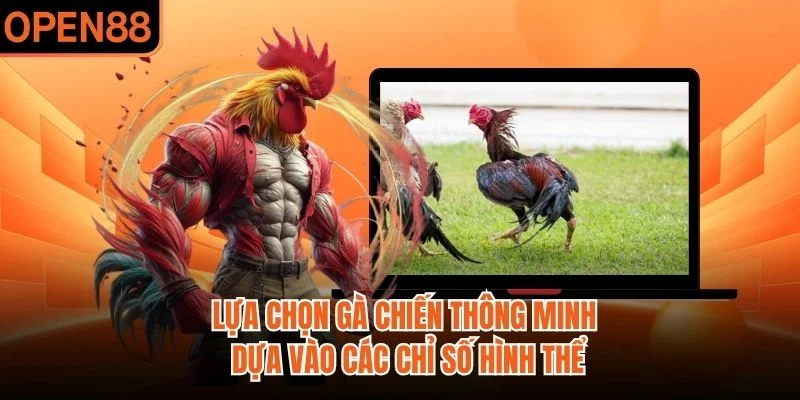 Lựa chọn gà chiến thông minh dựa vào các chỉ số hình thể