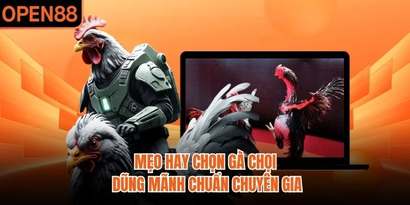 Mẹo hay chọn gà chọi dũng mãnh chuẩn chuyên gia