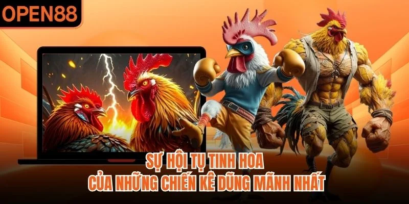Sự hội tụ tinh hoa của những chiến kê dũng mãnh nhất