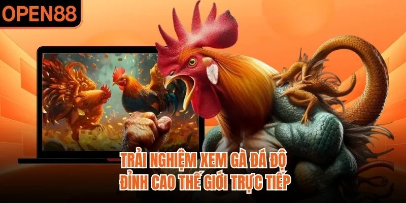 Trải nghiệm xem gà đá độ đỉnh cao thế giới trực tiếp