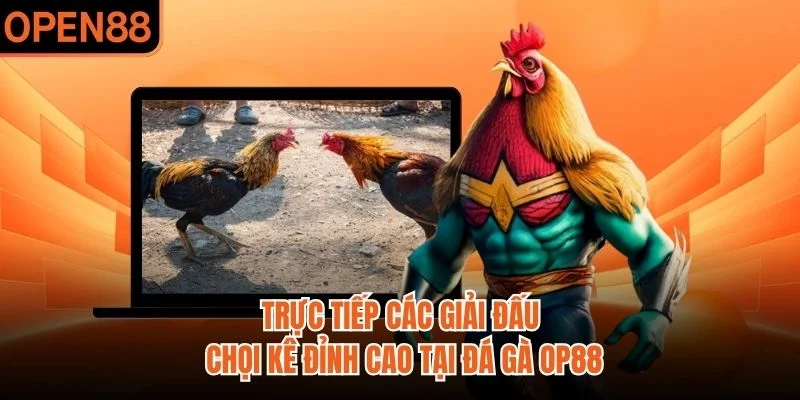 Trực tiếp các giải đấu chọi kê đỉnh cao tại đá gà OP88
