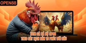 Xem Gà Đá Độ OP88 | Theo Sát Kịch Bản 15 Phút Đối Đầu